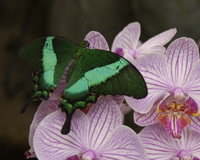 Papilio palinurus - оригинальный подарок на День Св. Валентина.